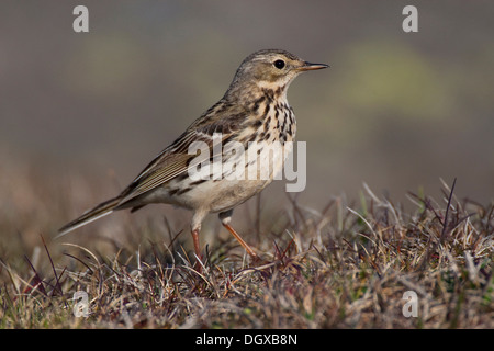 Wiese Pieper (Anthus Pratensis), Westfjorde, Island, Europa Stockfoto