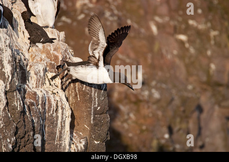 Common Murre oder gemeinsame Guillemot (Uria Aalge), von den Felsen von einer Brutkolonie, Latrabjarg, Westfjorde, Island Stockfoto