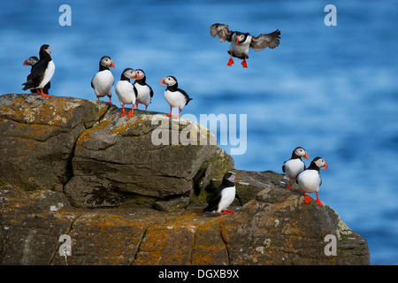 Papageitaucher (Fratercula Arctica), Insel Flatey, Island, Europa Stockfoto