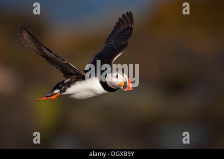 Papageitaucher (Fratercula Arctica) im Flug, Flatey Insel, Island, Europa Stockfoto