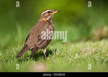 Rotdrossel (Turdus Iliacus), Island, Europa Stockfoto