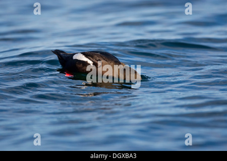 Black Guillemot (Cepphus Grylle), Schwimmen, Flatey Insel, Island, Europa Stockfoto