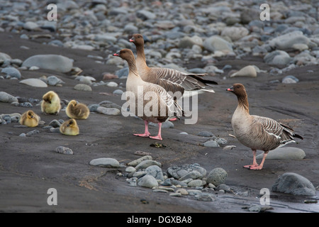 Pink-footed Gänse (Anser Brachyrhynchus) mit Küken, Island, Europa Stockfoto