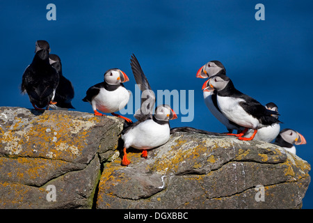 Papageitaucher (Fratercula Arctica), Insel Flatey, Island, Europa Stockfoto