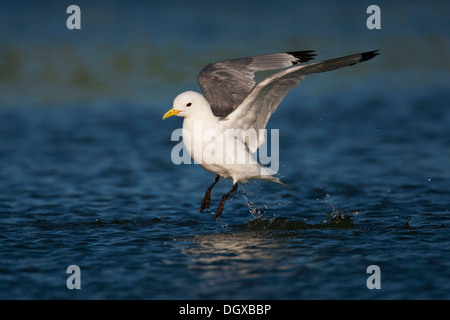 Schwarz-legged Kittiwake (Rissa Tridactyla), im Flug über Wasser, Snæfell Halbinsel Snæfellsnes, Island, Europa Stockfoto