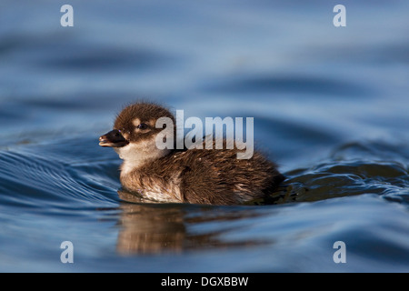 Reiherenten (Aythya Fuligula), junge, Myvatn, Island, Europa Stockfoto