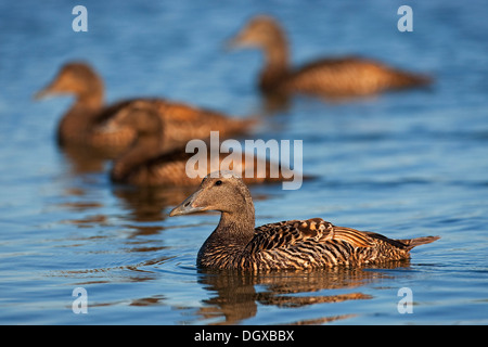 Gemeinsamen Eiderenten (Somateria Mollissima), Weibchen, Snæfell Halbinsel Snæfellsnes, Island, Europa Stockfoto