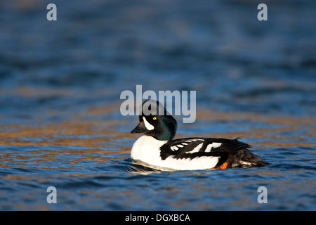 Barrow Goldeneye (Bucephala Islandica) Laxa River, Myvatn, Island, Europa Stockfoto