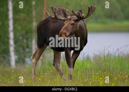 Eurasischen Elch (Alces Alces), Schweden, Europa Stockfoto