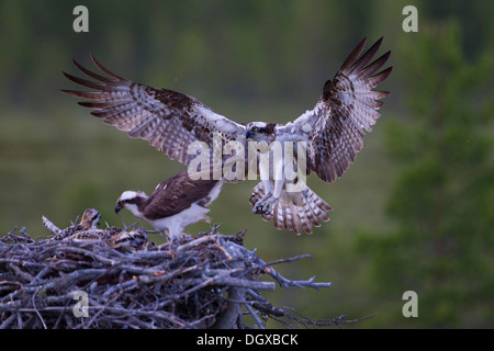 Fischadler (Pandion Haliaetus), koppeln im Nest, Finnland, Europa Stockfoto