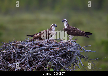 Fischadler (Pandion Haliaetus), koppeln in einem Nest, Finnland, Europa Stockfoto