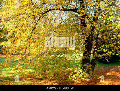 Hainbuche mit gelben Herbst Blätter Carpinus betulus Stockfoto