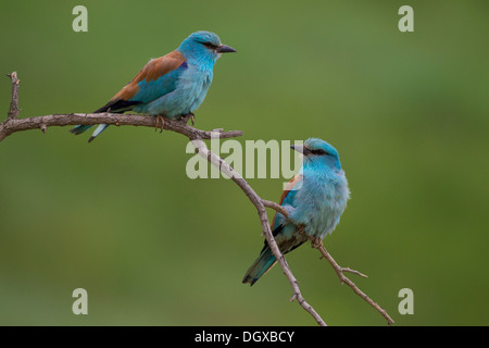 Europäischen Rollen (Coracias Garrulus), paar, Bulgarien, Europa Stockfoto