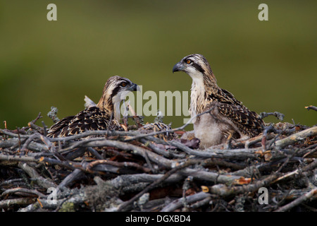 Fischadler (Pandion Haliaetus), Jungvögel im Nest, Finnland, Europa Stockfoto