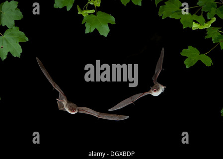 Lange-fingriger Fledermaus (Myotis Capaccinii) und Bent-Flügel Bat, Schreibers' Long-fingriger Fledermaus oder Schreibers' Bat (Miniopterus Stockfoto