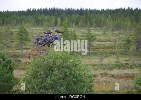 Fischadler oder Sea Hawk (Pandion Haliaetus) paar auf einem Horst, Subregion Kajaani, Finnland Stockfoto