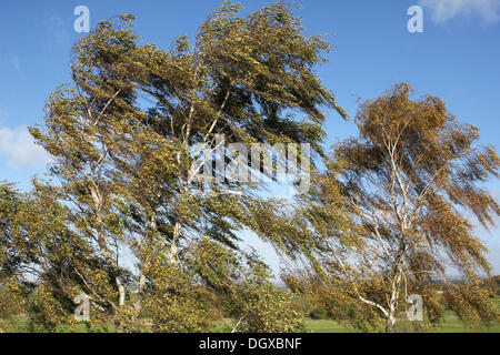 Epsom Downs, Surrey, England, UK. 27. Oktober 2013.  Starker Wind ist bereits im Südosten Englands angekommen, wie hier zu sehen, weht die Silber Birken auf Epsom Downs. Julia Gavin/Alamy Live-Nachrichten Stockfoto