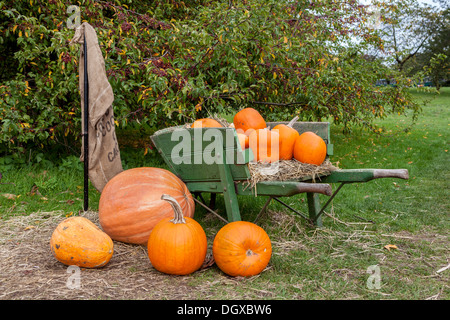 Herbst Ernte der Kürbisse und Kürbisse in einer grünen Schubkarre bei der "Incredibles" essen Ausstellung angezeigt - Kew Gardens, London, UK Stockfoto