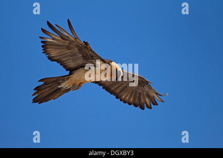 Bartgeier (sollten Barbatus) Erwachsenen Vogel im Flug, Pyrenäen, Aragon, Spanien Stockfoto