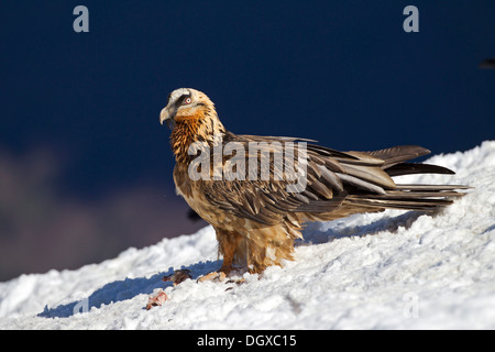 Bartgeier (sollten Barbatus), subadulte Vögel, Pyrenäen, Aragon, Spanien Stockfoto