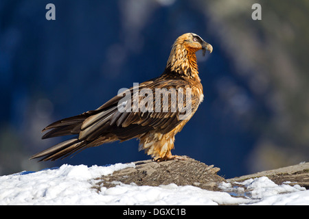 Bartgeier (sollten Barbatus), subadulte Vögel, Pyrenäen, Aragon, Spanien Stockfoto