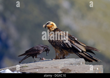 Bartgeier (sollten Barbatus), subadulte Vögel, Pyrenäen, Aragon, Spanien Stockfoto