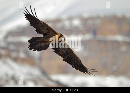 Bartgeier (sollten Barbatus), subadulte Vögel im Flug, Pyrenäen, Aragon, Spanien Stockfoto