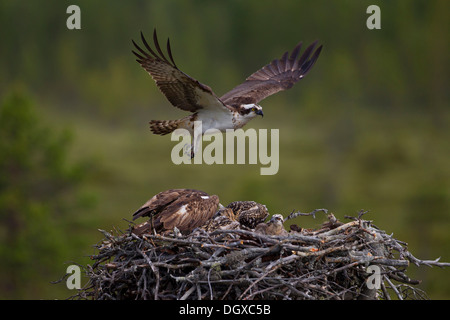 Fischadler oder Sea Hawk (Pandion Haliaetus), Altvogel über einen Horst mit Jungtauben Unterregion Kajaani, Finnland Stockfoto