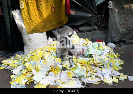 Hund liegend auf einem Haufen alte Lottoscheine, Kolkata, Westbengalen, Indien Stockfoto