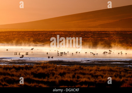 Heiße Quellen mit Flamingos (Phoenicopteriformes, Phoenicopteridae) in den dampfenden Wasser, Uyuni, Bolivien, Südamerika Stockfoto