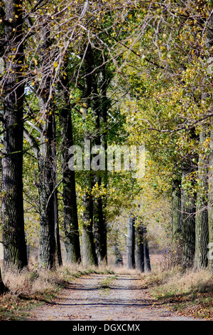 Alten Pappel Baum Bäume Straße im Herbst Populus balsamifera Stockfoto