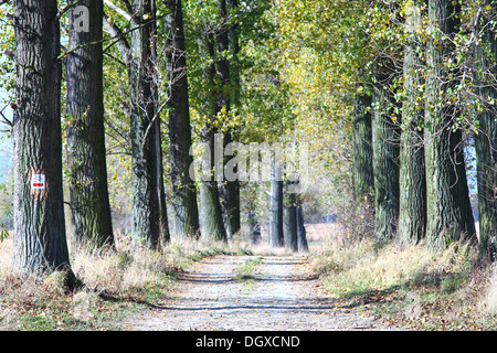 Alten Pappel Baum Bäume Straße im Herbst Populus balsamifera Stockfoto