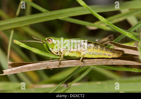 Meadow Grasshopper, Chorthippus Parallelus- verbreitete Arten in Grünland. Stockfoto