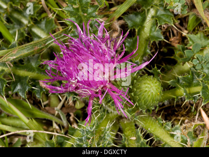 Zwerg Distel / stammlose Distel, Cirsium Acaule auf Kreide Downland, Dorset Stockfoto