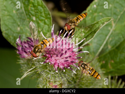 Marmelade Schwebfliegen, Episyrphus Balteatus Fütterung Klette Blume. Stockfoto