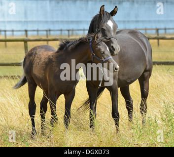 Schwarze arabische Stute und Fohlen stehen in einem grasbewachsenen paddock Stockfoto