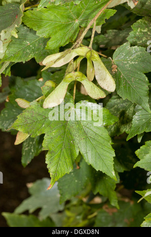 Bergahorn, Acer Pseudoplatanus, Blättern und Früchten Wind verstreut. Stockfoto