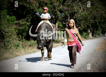 Zwei Kinder mit einem Wasserbüffel zu Fuß auf einer Straße in Myanmar, Birma, Südostasien, Asien Stockfoto