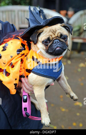 London, UK. 27. Oktober 2013. Molly kann verkleidet in einem Kostüm im alle Hunde Thema Halloween Fancy Dress Dog Walk, Hampstead Heath, London Credit: Paul Brown/Alamy Live News Stockfoto