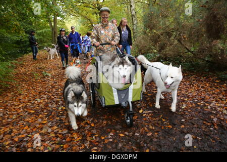 London, UK. 27. Oktober 2013. Kayla drei Beinen Husky Fahrten in ihrem Batmobil am alle Hunde Thema Halloween Fancy Dress Dog Walk, Hampstead Heath, London Credit: Paul Brown/Alamy Live News Stockfoto