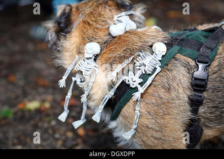 London, UK. 27. Oktober 2013. Alle Hunde Thema Halloween Fancy Dress Dog Walk, Hampstead Heath, London Credit: Paul Brown/Alamy Live-Nachrichten Stockfoto