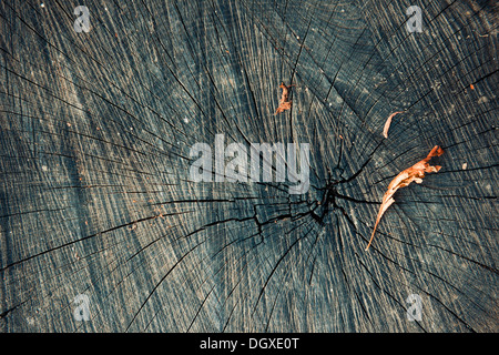 Grobe dunkle alt Schneiden baum Textur closeup Stockfoto