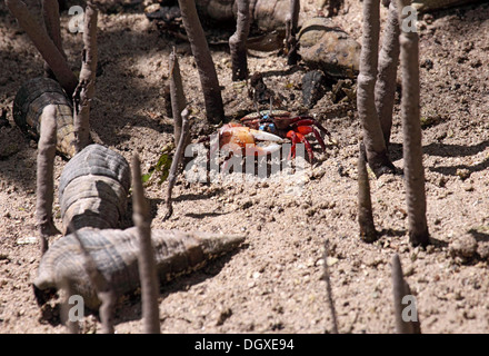 Fiedlerkrabbe Männchen im Mangrovensumpf mit Wellhornschnecke in den Seychellen Stockfoto