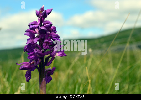 Lila Orchidee in die reiche Kalkböden hoch über Grassington auf den Dales so Long Distance Fußweg Wharfedale gefunden. Stockfoto