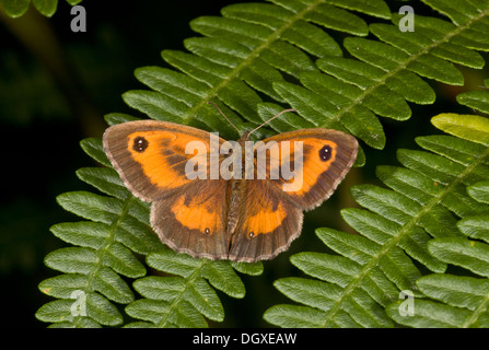 Gatekeeper / Hedge Brown, Pyronia Tithonus, sonnen sich auf Bracken Wedel. Stockfoto