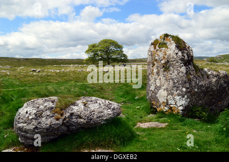 Einsamer Baum und Felsen links von der letzten Eiszeit auf dem Dales Weg Fußweg zwischen Grassington & Kettlewell in Yorkshire. Stockfoto