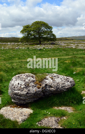 Lone Tree und Boulder links von der letzten Eiszeit auf dem Dales Weg Fußweg zwischen Grassington & Kettlewell in Yorkshire. Stockfoto