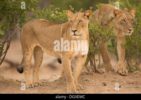 Zwei Löwinnen (Leo Panthera) auf der Jagd Stockfoto