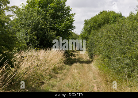 Ruhigen Landstraße mit Hecken und Straßenrändern, auf Kalk; Südseite der Salisbury Plain, Shipton Bellinger, Hants. Stockfoto