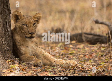 Löwenjunges (Panthera Leo) gegen Baumstamm Stockfoto